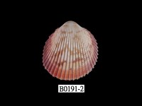 藏品(岷答那鳥尾蛤)的圖片